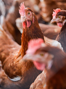 Conseils élevage Provimac